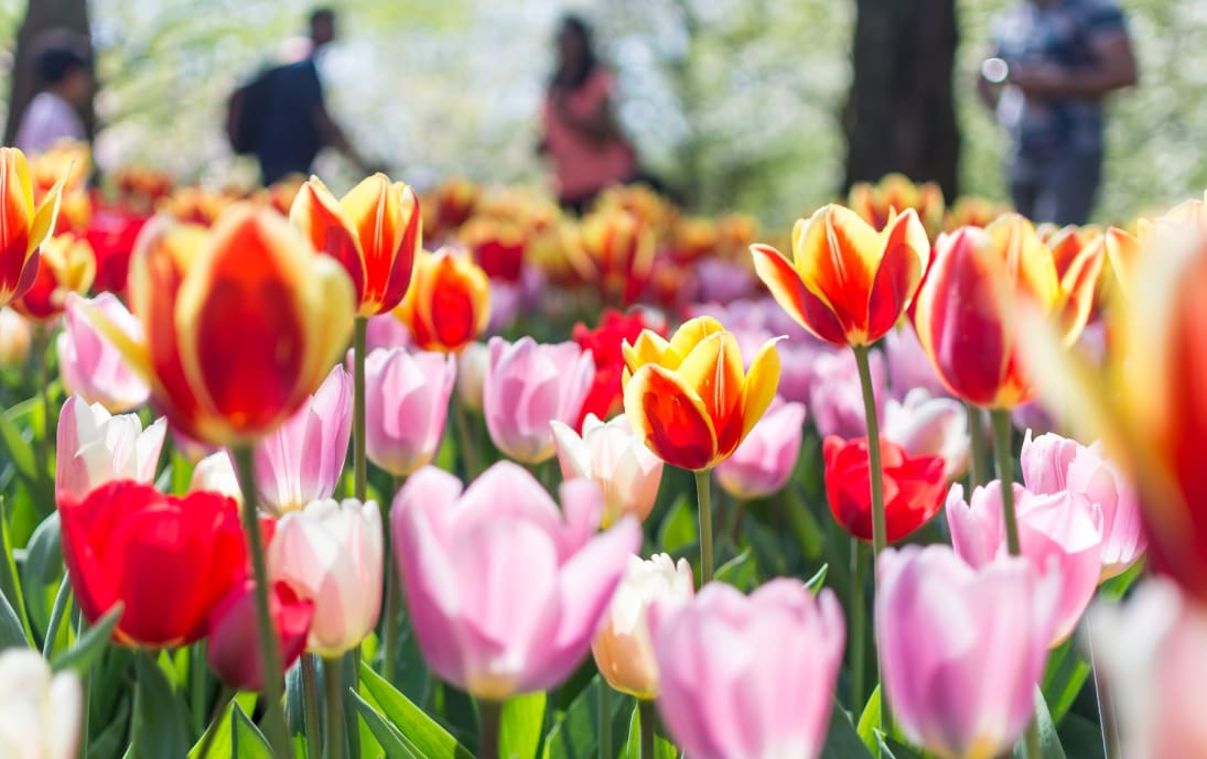 Keukenhof Tulip Gardens