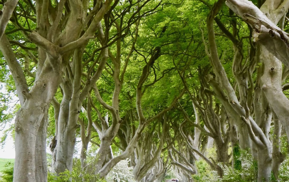 The Dark Hedges, Northern Ireland