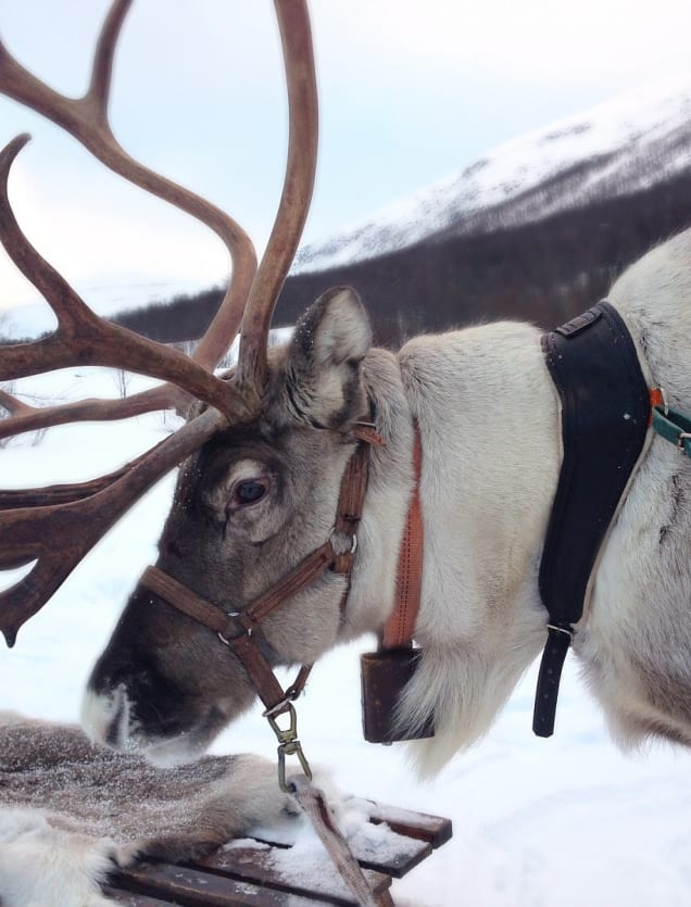day trips to lapland from leeds bradford airport