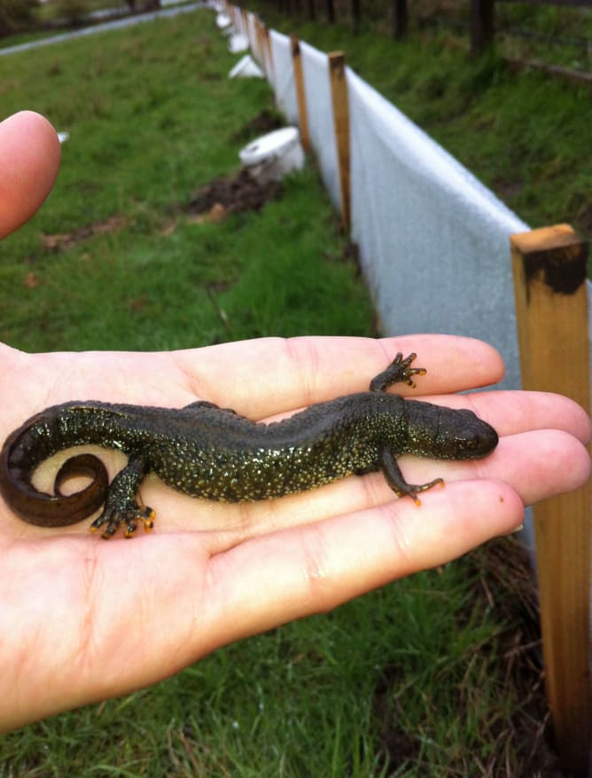 Great Crested Newt