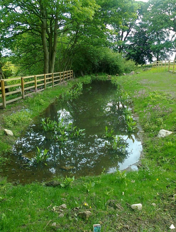 Great Crested Newt Pond