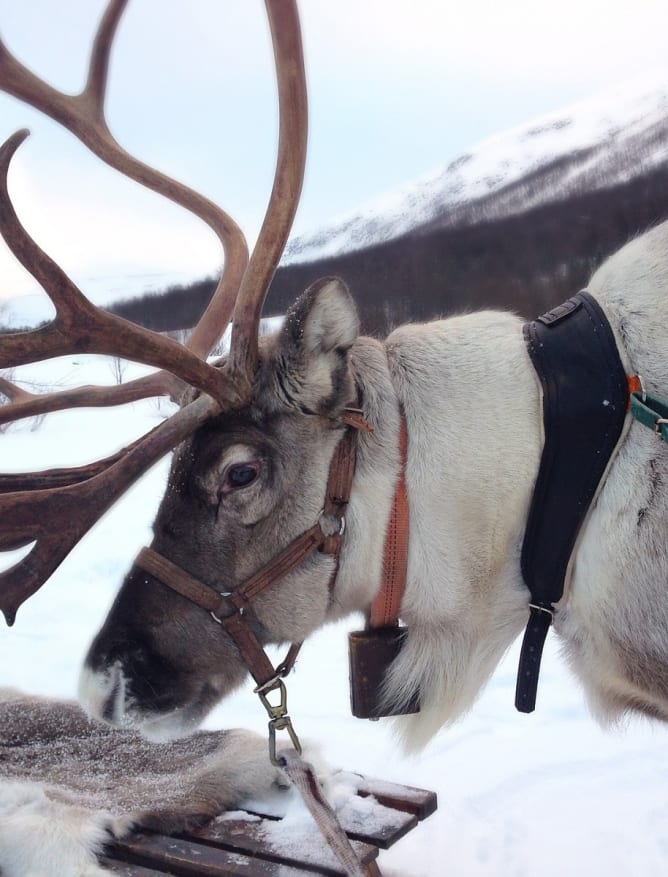 Reindeer in Lapland