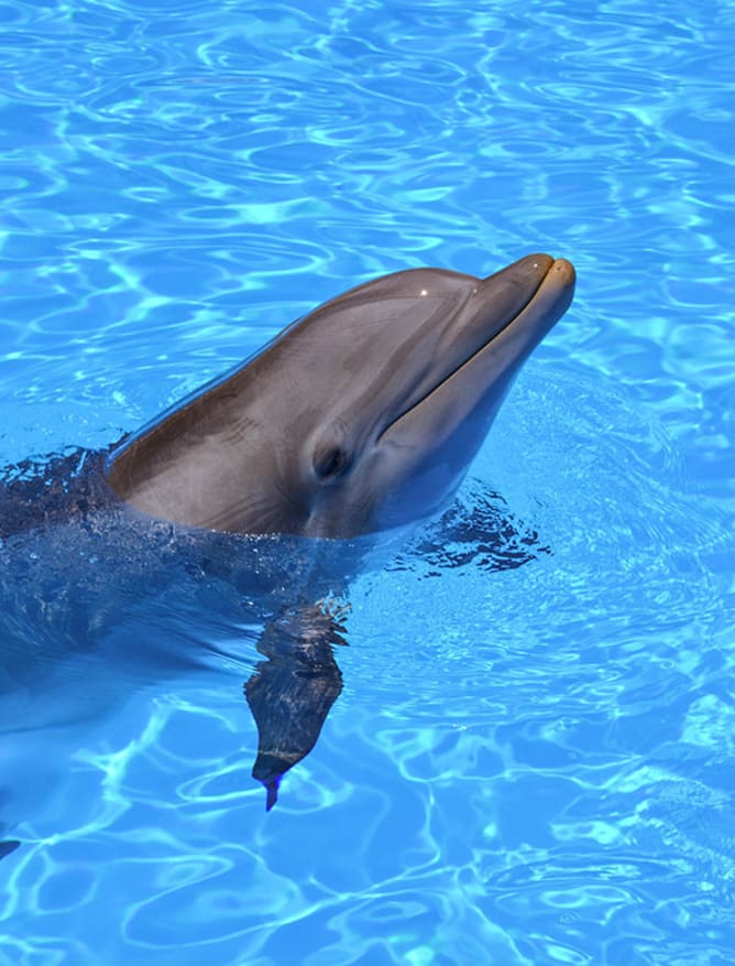 Loro Parque dolphin in Tenerife