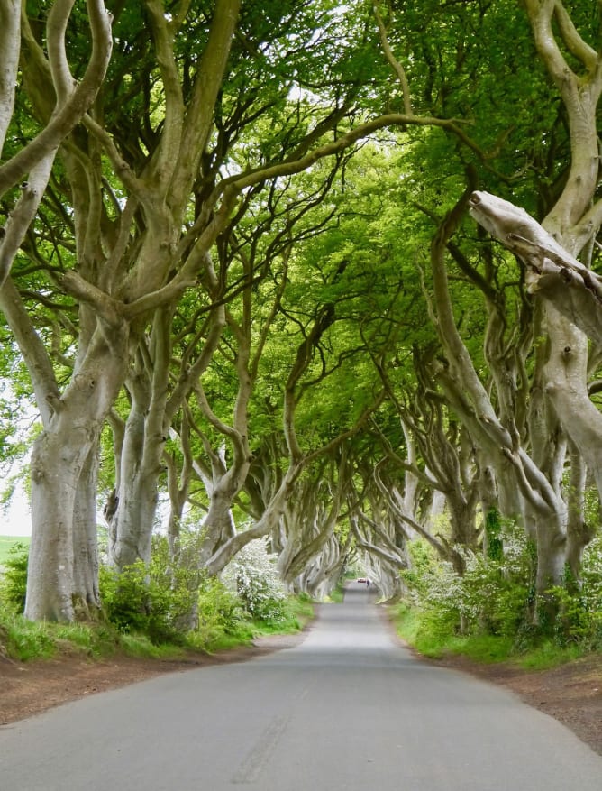 The Dark Hedges, Northern Ireland