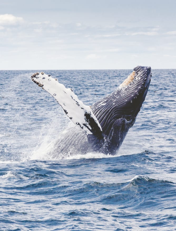 Provincetown Whale Watching, Cape Cod