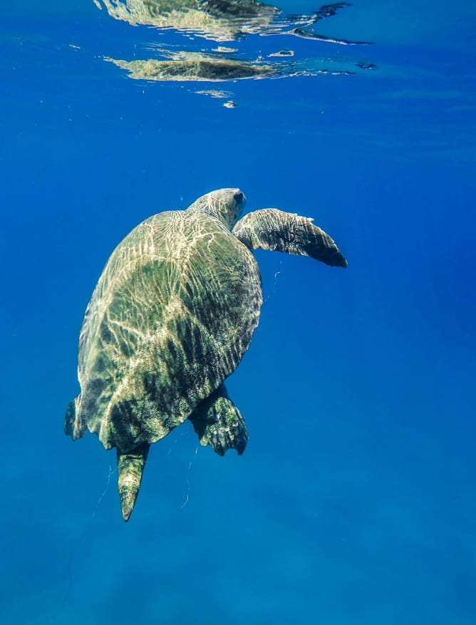 Swimming with turtles off Zakynthos
