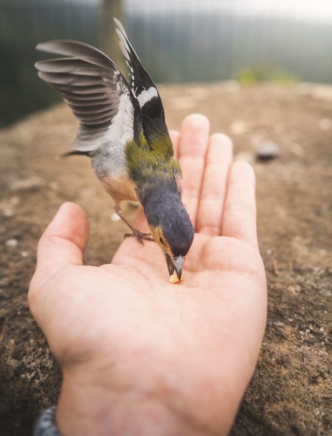 Friendly wildlife in Madeira