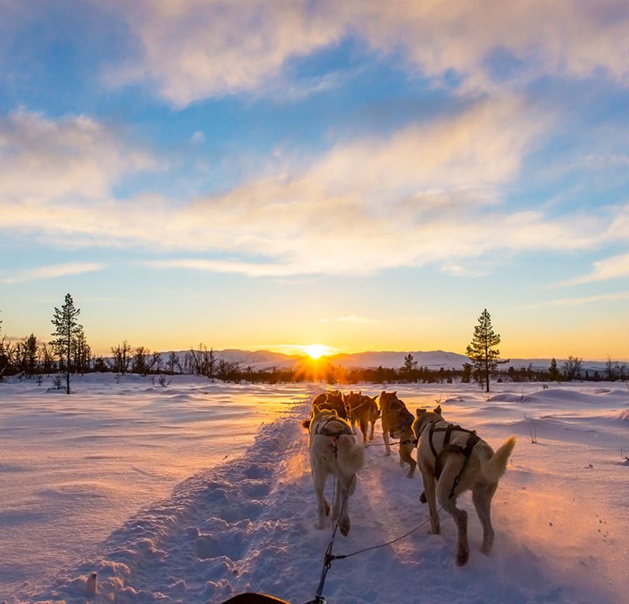 Husky sledding