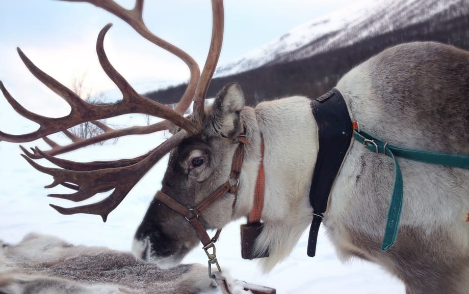 Reindeer in Lapland
